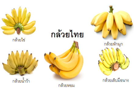 มารู้จักกล้วยไทยกันเถอะ